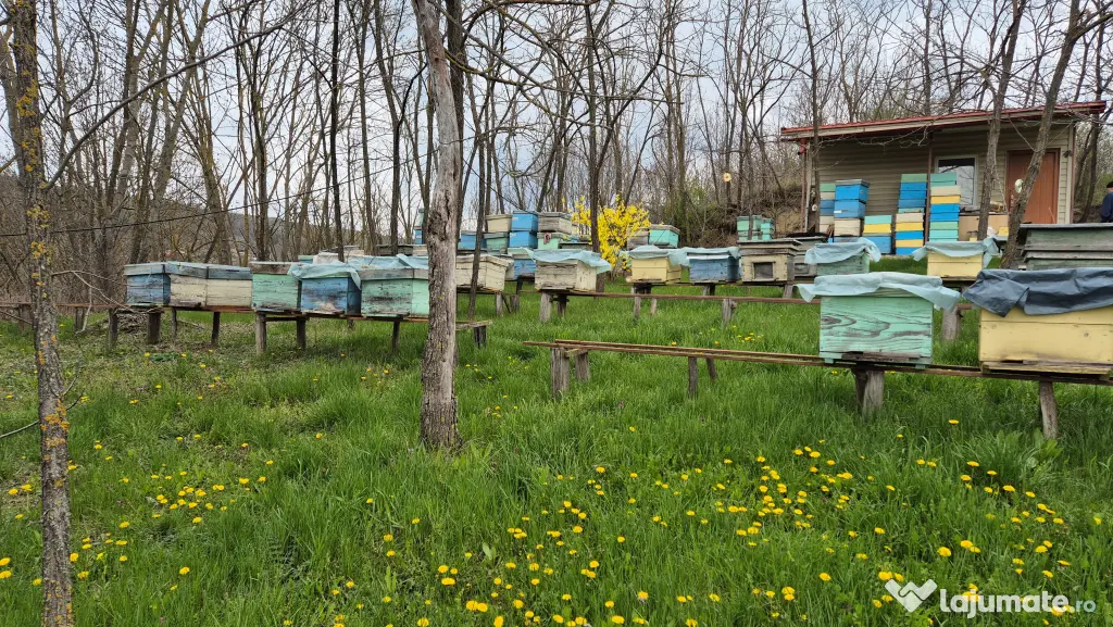Casa de locuit 125 mp cu teren 1500 mp Motoseni-Bacau