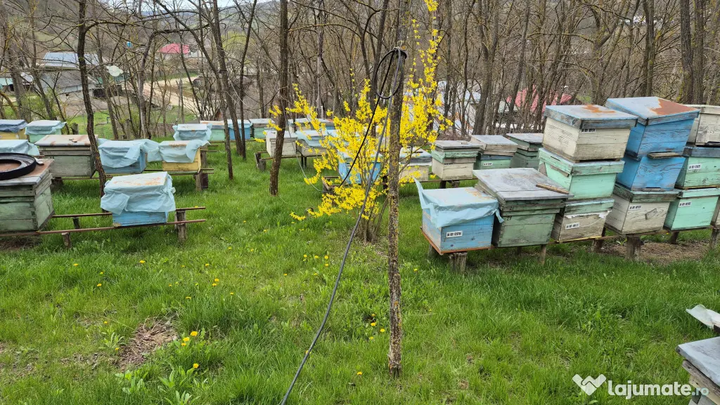 Casa de locuit 125 mp cu teren 1500 mp Motoseni-Bacau