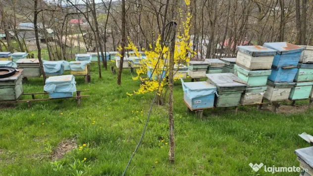Casa de locuit 125 mp cu teren 1500 mp Motoseni-Bacau