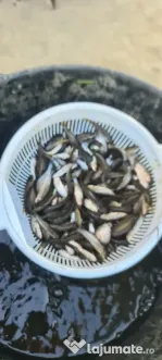 Puiet de peste pt. populare iaz lac helesteu balta