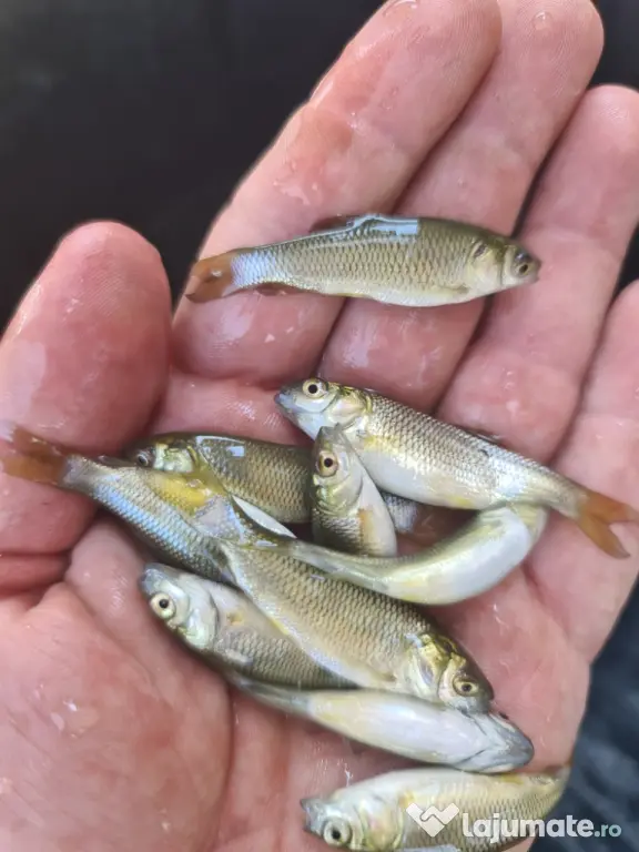 Puiet de peste pt. populare iaz lac helesteu balta