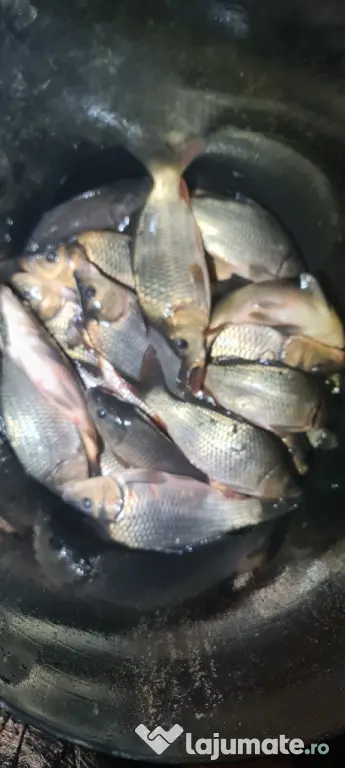Puiet de peste pt. populare iaz lac helesteu balta