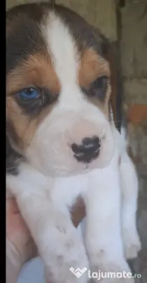 Beagle