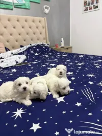 Bichon Maltez pui 