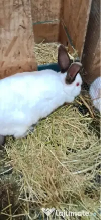 Iepuri 