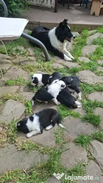 Pui border collie puri