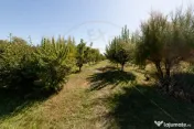 Casa visurilor cu 4000 mp livada roditoare si gradina Darman 