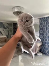 Scottish fold&straight