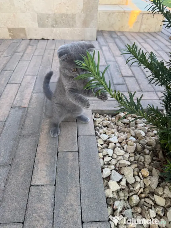 Pisicuța Scottish Fold