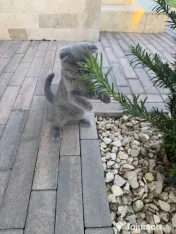 Pisicuța Scottish Fold 