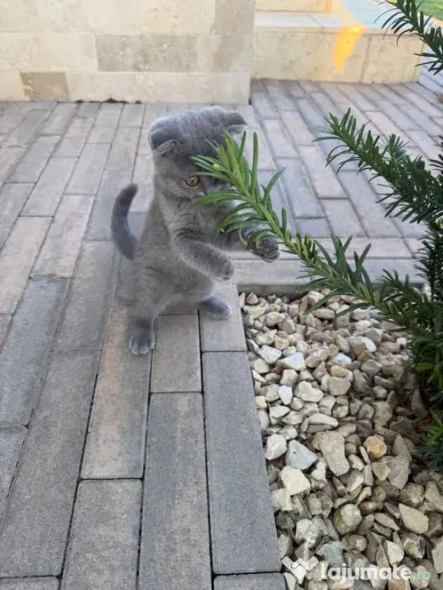 Pisicuța Scottish Fold