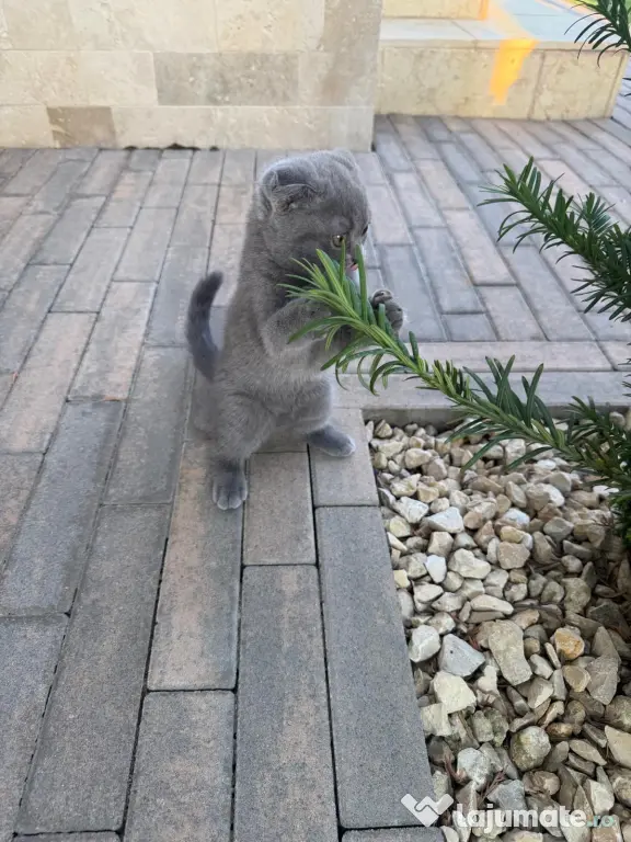 Pisicuța Scottish Fold