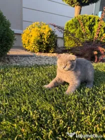 Pisicuța Scottish Fold