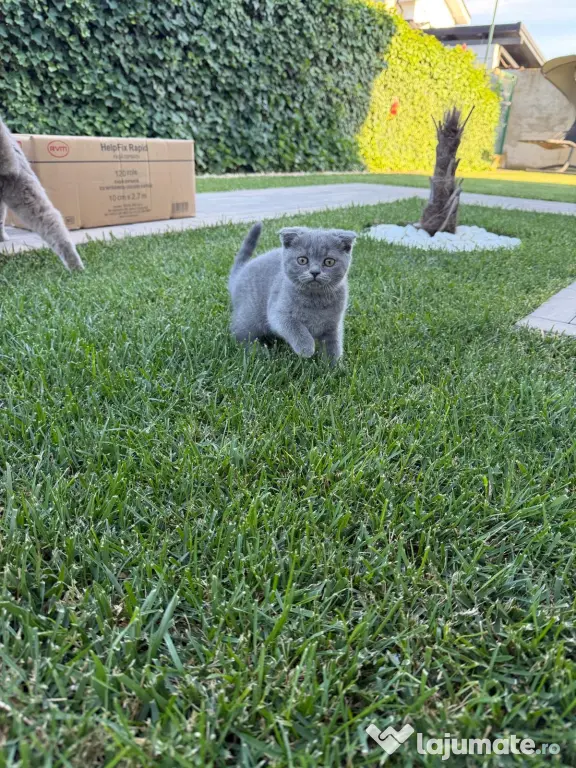 Pisicuța Scottish Fold