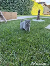 Pisicuța Scottish Fold 