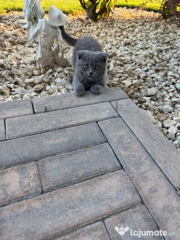 Pisicuța Scottish Fold