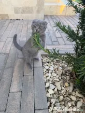 Pisicuța Scottish Fold 