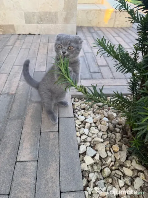 Pisicuța Scottish Fold