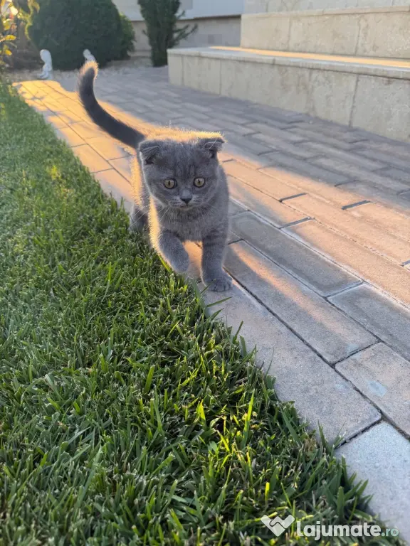 Pisicuța Scottish Fold