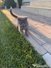 Pisicuța Scottish Fold 
