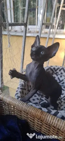 Pui Pisica Sphynx/Sfinx/Sphinx