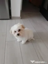 Bichon de vânzare