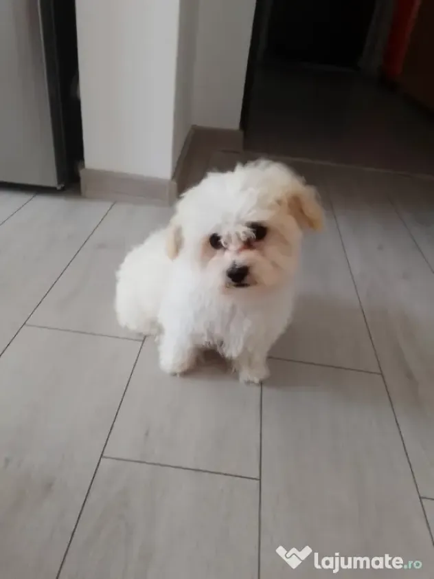 Bichon de vânzare