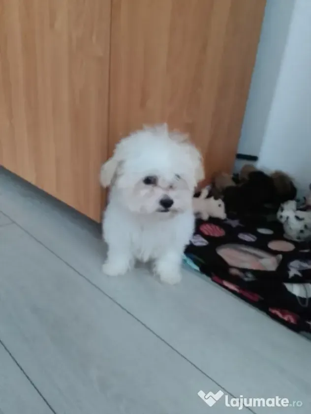 Bichon de vânzare