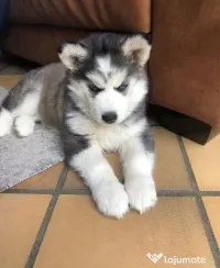 Husky siberian baetel
