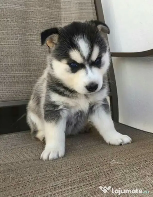 Husky siberian baetel