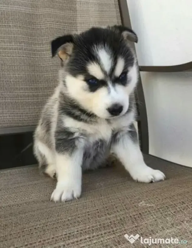 Husky siberian baetel