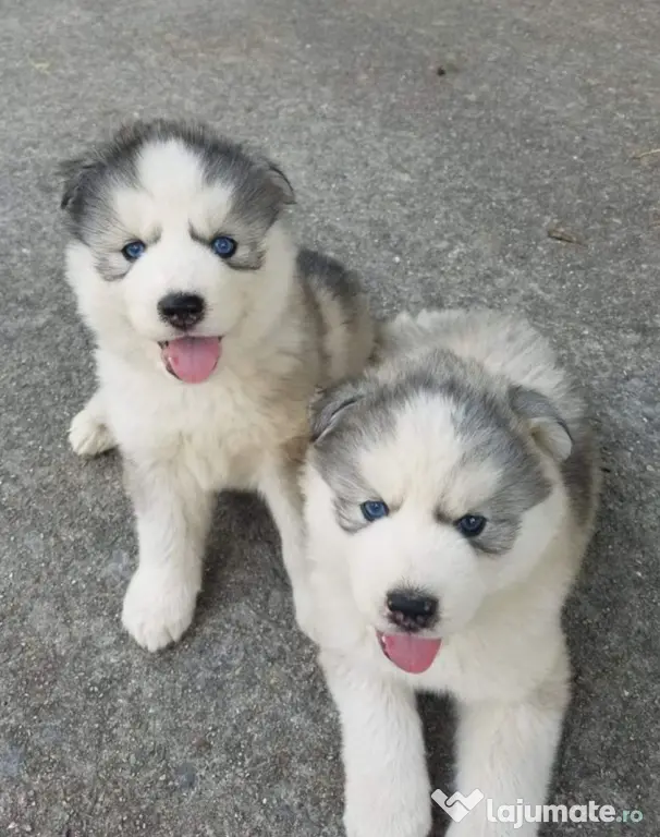 Husky siberian baetel