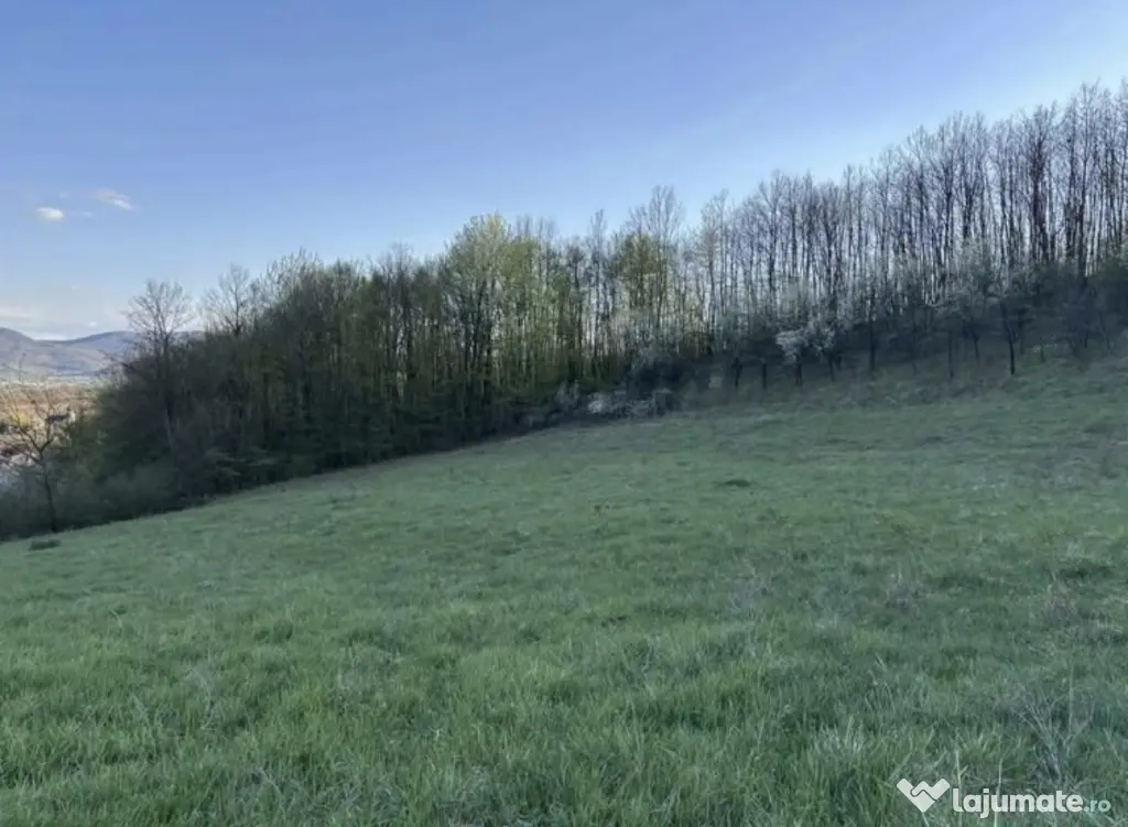 Teren extravilan cu padure proprie 4.309 m²