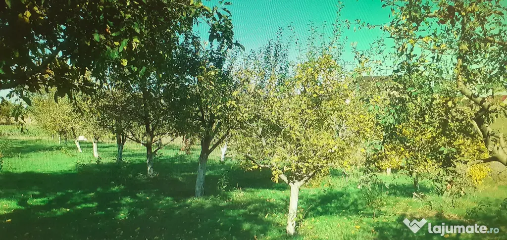 Clădire și teren Lisaura Suceava