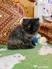 Pisici rasa persana 