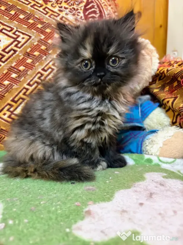 Pisici rasa persana