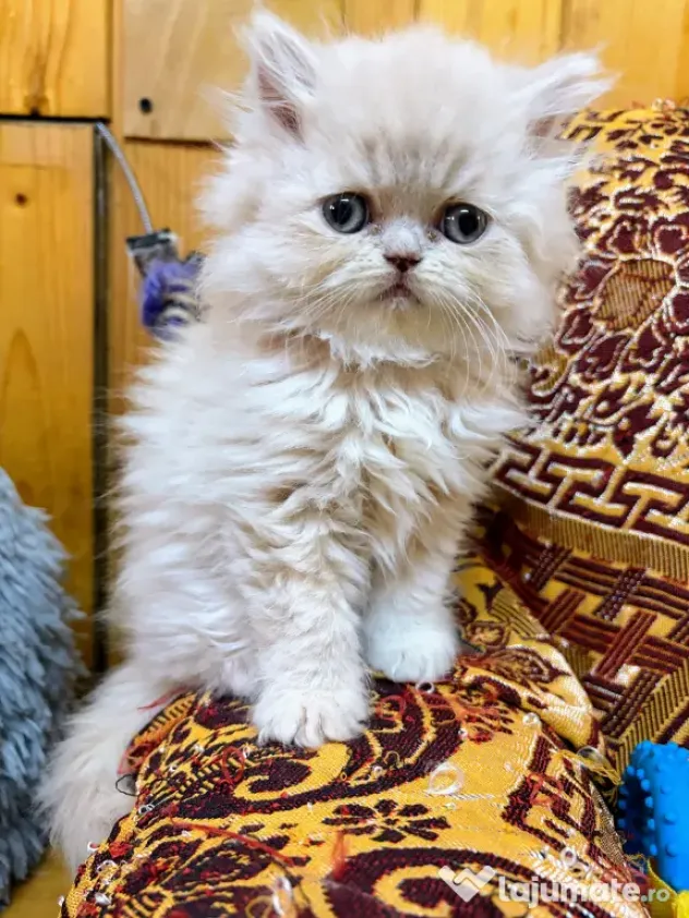 Pisici rasa persana