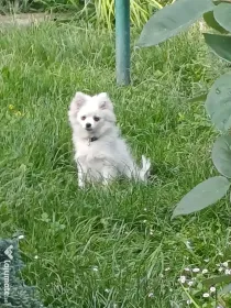 Fetiță spitz pomeranian