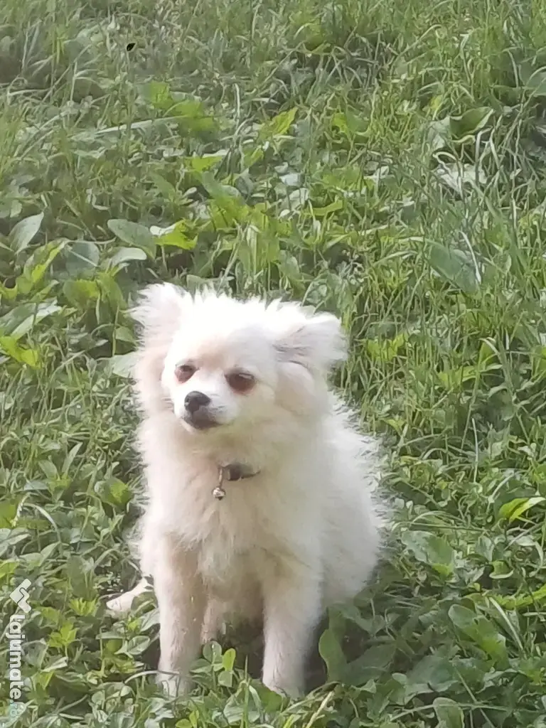 Fetiță spitz pomeranian