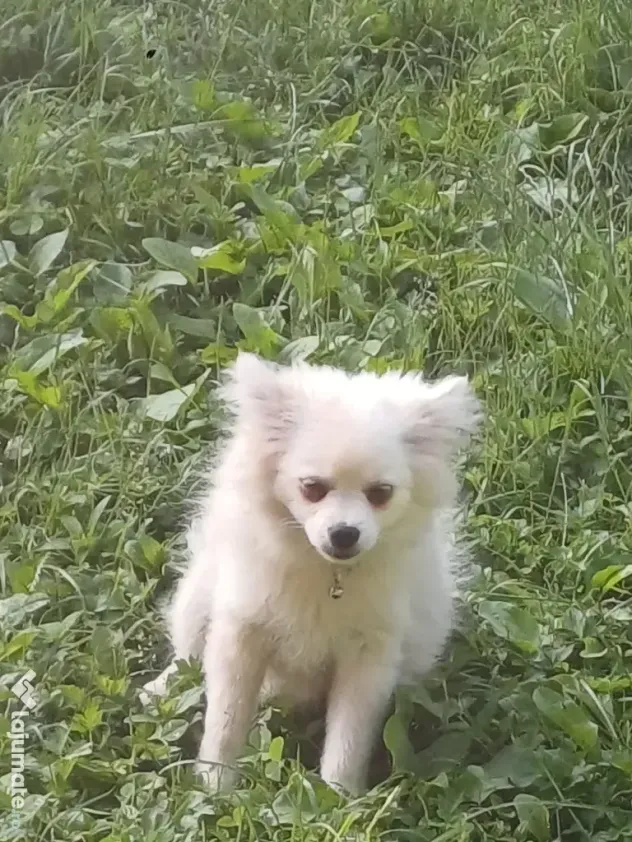 Fetiță spitz pomeranian