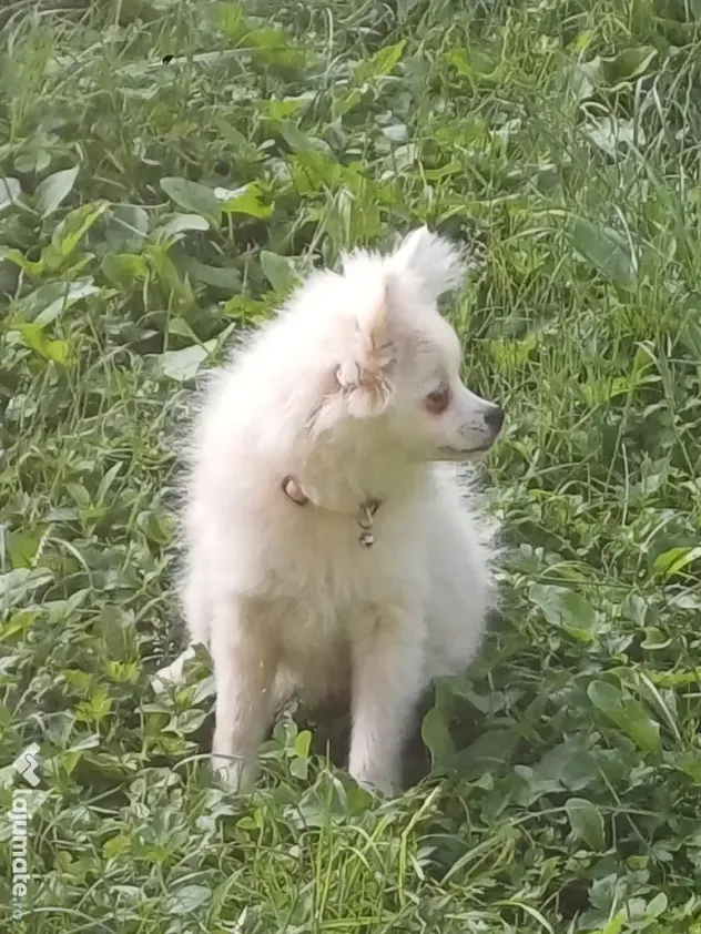 Fetiță spitz pomeranian