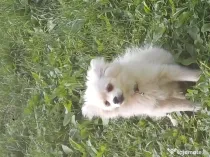 Fetiță spitz pomeranian