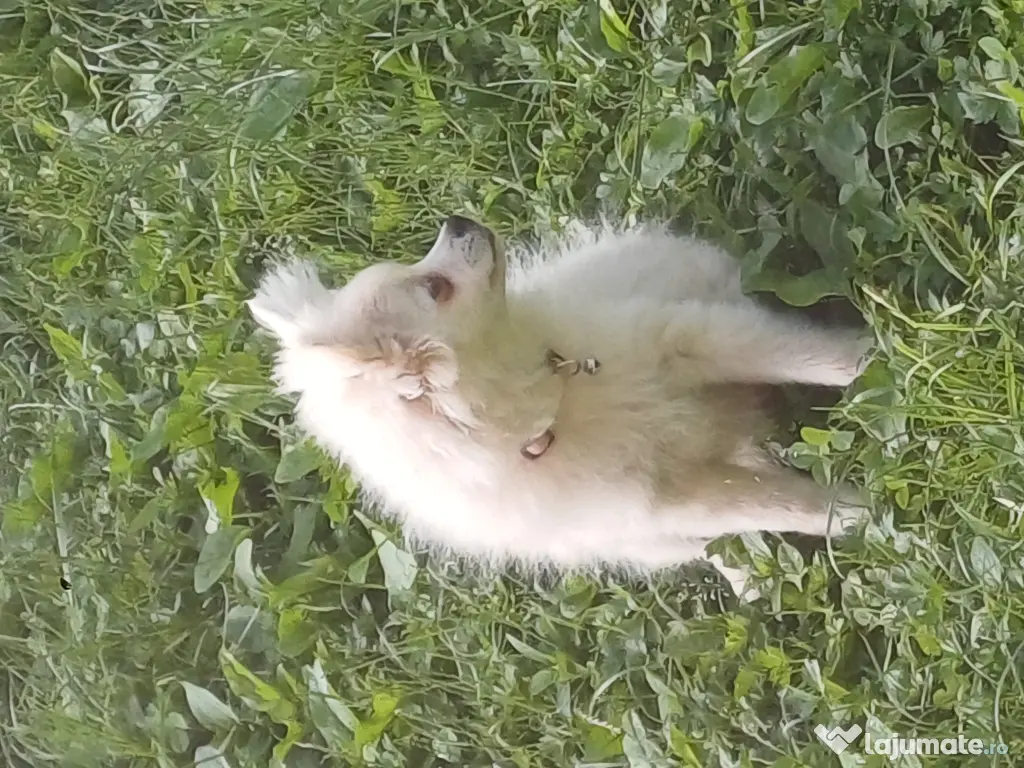 Fetiță spitz pomeranian