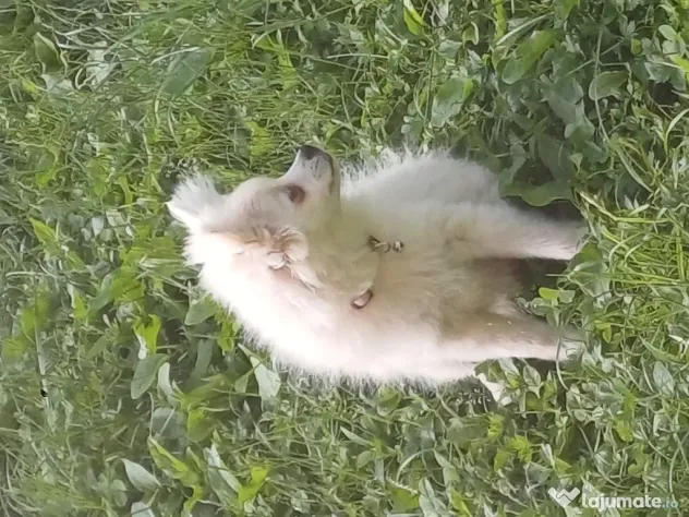 Fetiță spitz pomeranian
