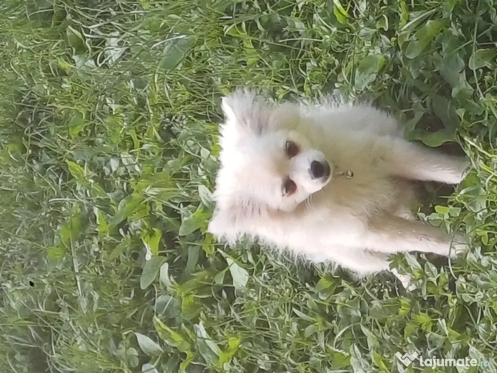 Fetiță spitz pomeranian
