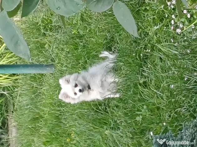 Fetiță spitz pomeranian