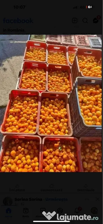 De vânzare fructe cu transport gratuit la domiciliul dumneavoastră