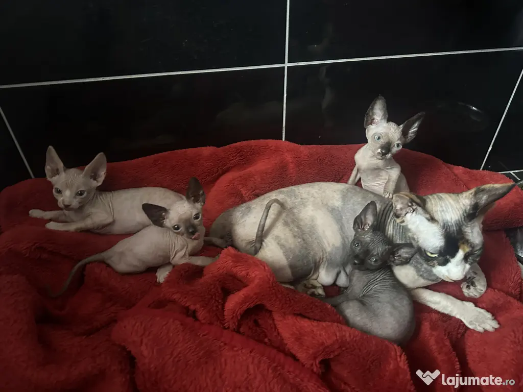 Pui Pisica Sphynx - Cu carnet de sanatate si primul vaccin facut