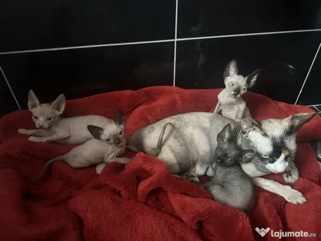 Pui Pisica Sphynx - Cu carnet de sanatate si primul vaccin facut