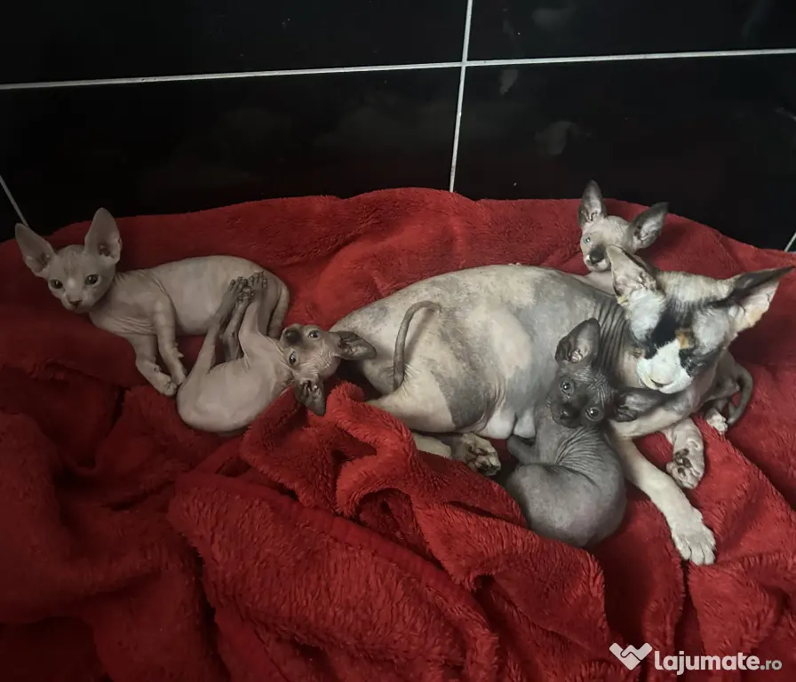 Pui Pisica Sphynx - Cu carnet de sanatate si primul vaccin facut
